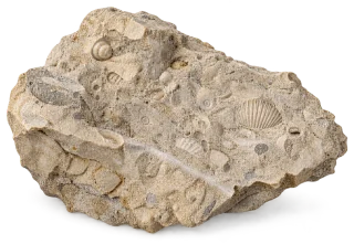 Representative AI specimen of Limestone: Fossiliferous limestone.